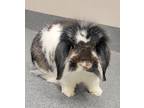 Skunk * Bonded With Liquorice *, Lionhead For Adoption In Sheboygan, Wisconsin
