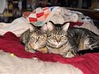 Kimmy & Max, Domestic Shorthair For Adoption In Rockford, Illinois