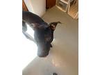 Bateman, American Pit Bull Terrier For Adoption In Barron, Wisconsin