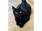 Pascala, Domestic Shorthair For Adoption In Albion, New York