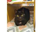 Jackey * Front Paw Declawed, Petsmart Marlton *, Domestic Shorthair For Adoption