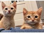 Kitkat (candy Bar Kittens), Domestic Shorthair For Adoption In Alexandria