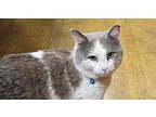 Janet's Charlie, Domestic Shorthair For Adoption In Bowling Green, Kentucky