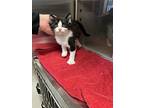 H40 (a139529), Domestic Shorthair For Adoption In Bowling Green, Kentucky