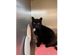 Kit Kat, Domestic Shorthair For Adoption In Glenville, New York