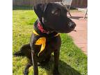 Willow, Labrador Retriever For Adoption In San Diego, California