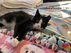 Molly, Domestic Shorthair For Adoption In Oradell, New Jersey