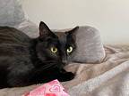 Maddie, Domestic Shorthair For Adoption In Oradell, New Jersey