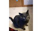 Gg, Domestic Shorthair For Adoption In Whitewater, Wisconsin