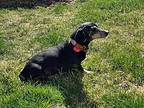 Doris, Dachshund For Adoption In Salt Lake City, Utah