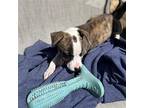 Misty, American Staffordshire Terrier For Adoption In Spring Lake