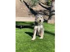 Milo, Terrier (unknown Type, Medium) For Adoption In Los Angeles, California
