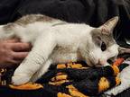 Jinx, Domestic Shorthair For Adoption In Columbus, Ohio