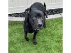 Martha 789334, American Pit Bull Terrier For Adoption In Hayden, Idaho