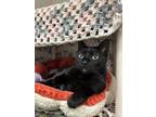 Jasmine, Domestic Shorthair For Adoption In Guelph, Ontario