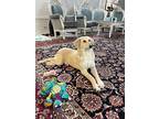 Emilee (mid-east) Yo, Golden Retriever For Adoption In Langley, British Columbia