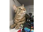 Joe, Domestic Shorthair For Adoption In Eau Claire, Wisconsin