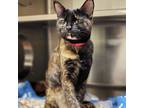 Sasha, Domestic Shorthair For Adoption In Edmonton, Alberta