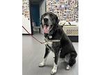 Charlie, Labrador Retriever For Adoption In Victoria, British Columbia