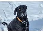 Ruby, Labrador Retriever For Adoption In Edmonton, Alberta