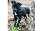 Jazzy Lonestar, Labrador Retriever For Adoption In Rockaway, New Jersey