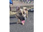 Reggie, American Pit Bull Terrier For Adoption In Norristown, Pennsylvania