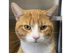 Garfield, Domestic Shorthair For Adoption In Palm Springs, California
