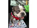 Sadie, Boston Terrier For Adoption In North Olmsted, Ohio