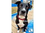 Lovelady, Retriever (unknown Type) For Adoption In Tomball, Texas