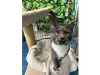 Guinevere, Domestic Shorthair For Adoption In Abbotsford, British Columbia