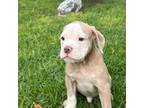 Olde English Bulldogge Puppy for sale in Bay Minette, AL, USA