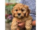 Cavapoo Puppy for sale in Milton, IA, USA