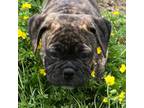 Olde English Bulldogge Puppy for sale in Viola, AR, USA