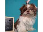 Shih Tzu Puppy for sale in Atwood, IL, USA