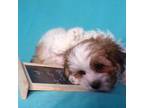 Shih-Poo Puppy for sale in Atwood, IL, USA