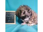 Shih-Poo Puppy for sale in Atwood, IL, USA
