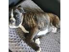 Boxer Puppy for sale in Clio, MI, USA