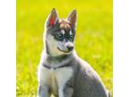 Siberian Husky Puppy for sale in Houston, TX, USA