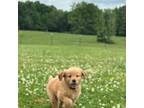 Golden Retriever Puppy for sale in Raymond, MS, USA