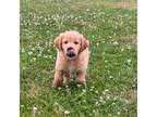 Golden Retriever Puppy for sale in Raymond, MS, USA