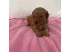 Poodle (Toy) Puppy for sale in Campobello, SC, USA