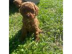 Poodle (Toy) Puppy for sale in Campobello, SC, USA