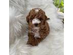 Mutt Puppy for sale in Campobello, SC, USA