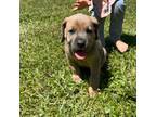 Cane Corso Puppy for sale in Cape Coral, FL, USA