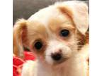 Papillon Puppy for sale in Monroe, WA, USA