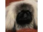 Pekingese Puppy for sale in San Antonio, TX, USA