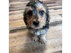 Mutt Puppy for sale in Canton, SD, USA