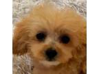 Cavapoo Puppy for sale in Seattle, WA, USA