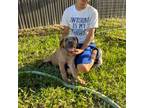 Cane Corso Puppy for sale in Cape Coral, FL, USA