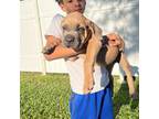 Cane Corso Puppy for sale in Cape Coral, FL, USA